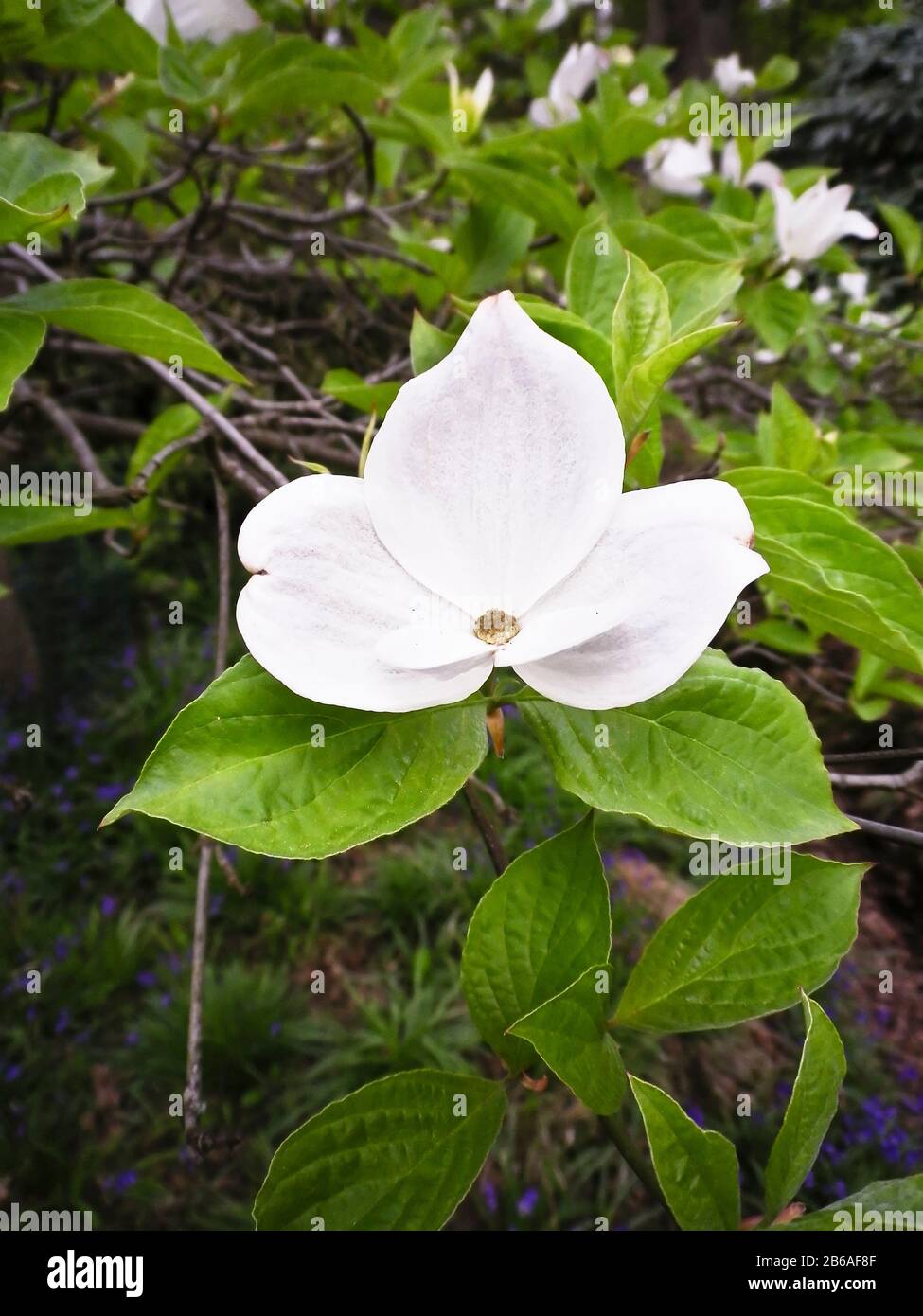 Cornus Eddie's White Wonder showing a typical white four petalled or more correctly  bracts of this spectacular deciduous tree in Bowood woods Stock Photo