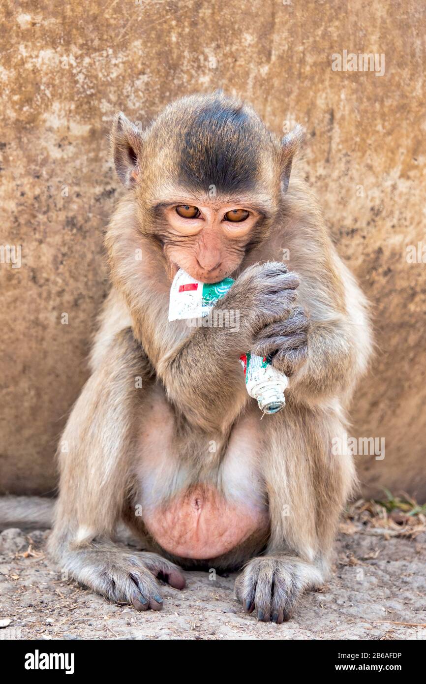 Crab-eating macaque (Macaca fascicularis) in an urban environment Stock Photo
