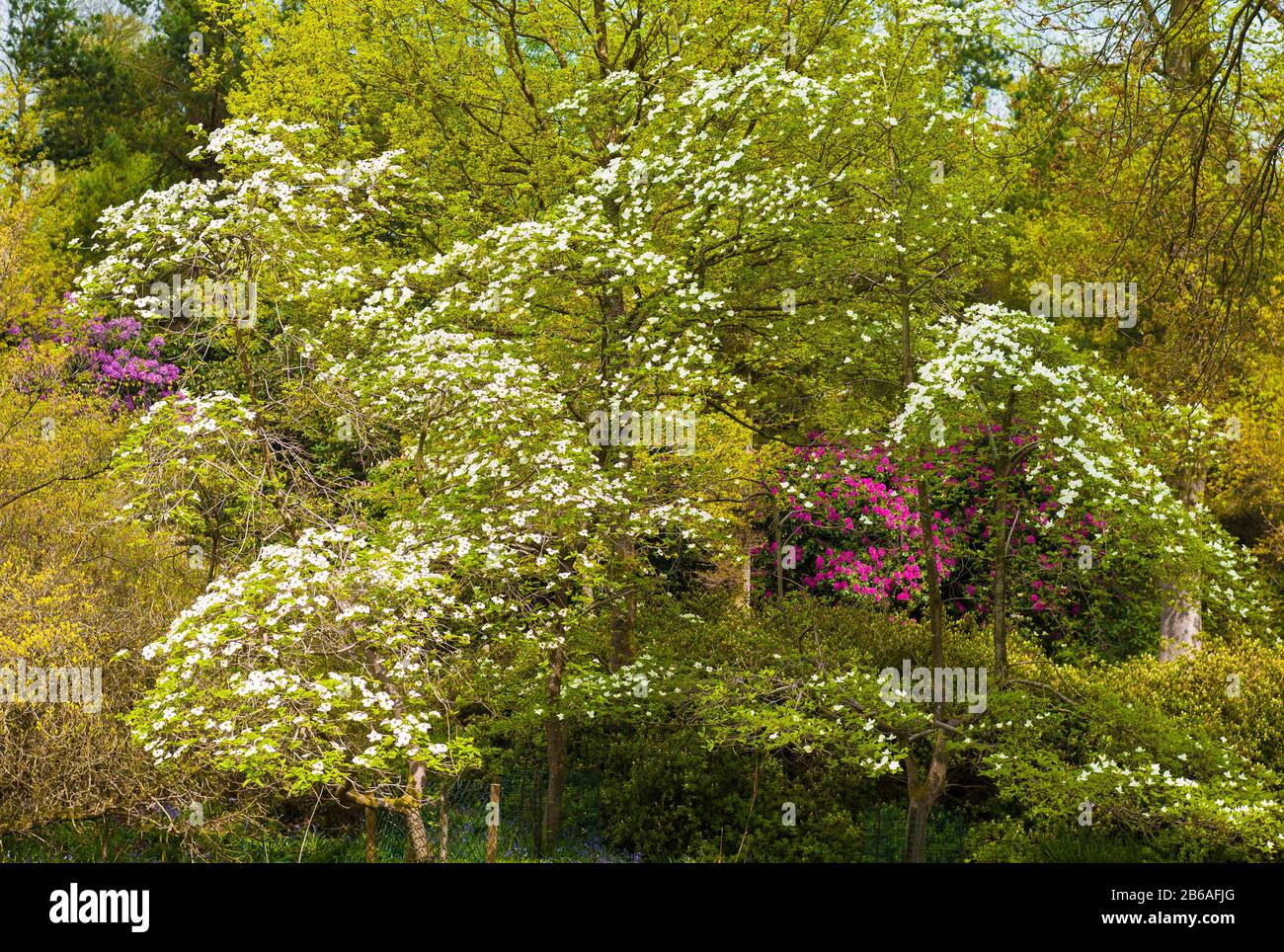 A mosaic of natural tree growth with Cornus flowering and deciduous trees bursting into life in Bowood gardens Wiltshire England UK Stock Photo