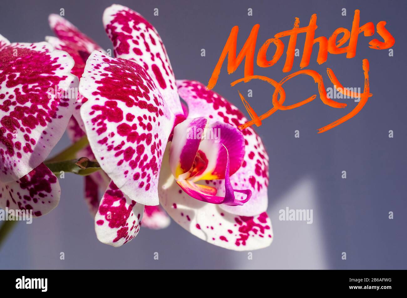 Orchids Lettering Holiday card - blooming bright multicolored orchids, holiday greetings ...
