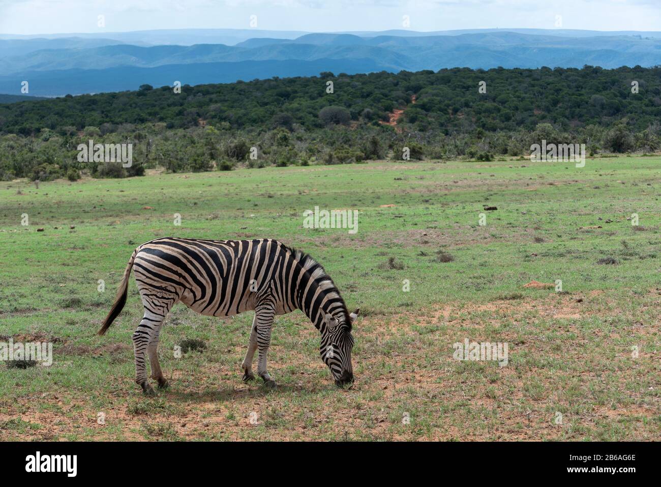 Burchells zebra (Equus quagga burchellii) grazing on the grassland of the Addo Elephant National Park, Eastern Cape, South Africa, Africa Stock Photo