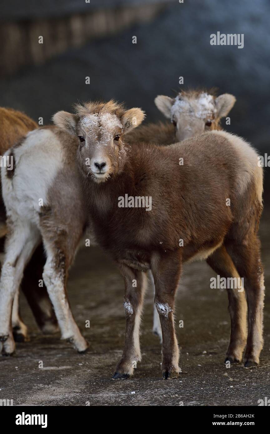 Wild Bighorn sheep babies 'Orvis canadensis', standing  together in rural Alberta Canada. Stock Photo