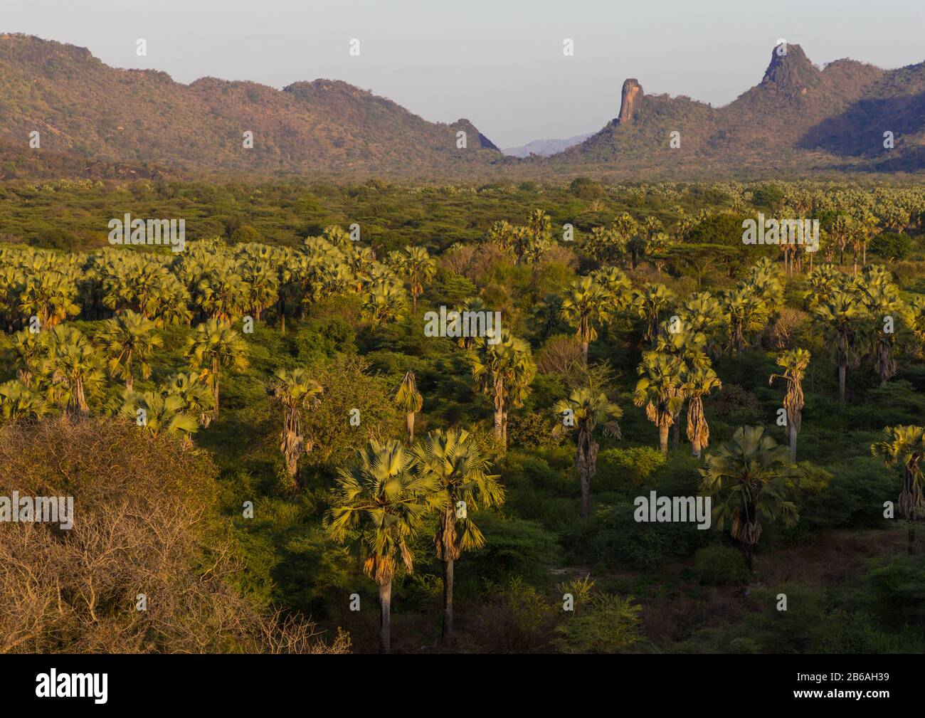 Oasis in front of the Boya mountains, Boya Mountains, Imatong, South Sudan Stock Photo