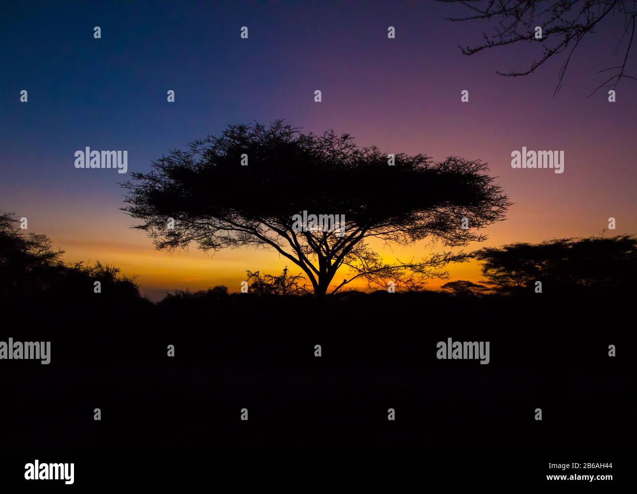 Accacia tree in the dusk, Central Equatoria, Illeu, South Sudan Stock Photo