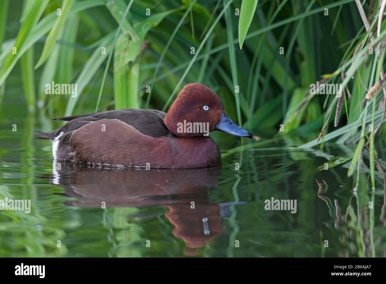 Ferruginous duck / ferruginous pochard / white-eye pochard / white-eyed pochard (Aythya nyroca) male swimming in pond Stock Photo