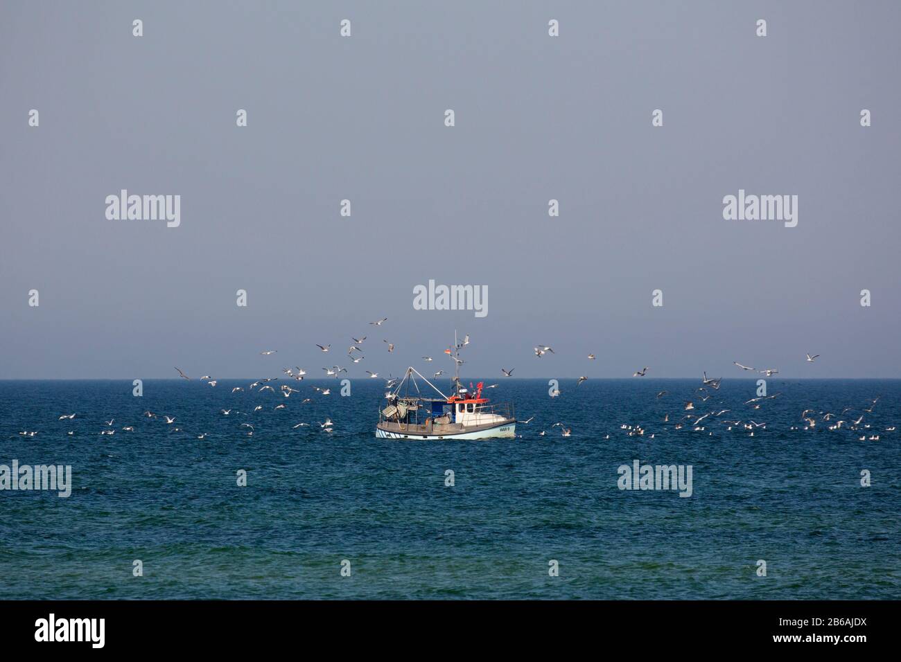 Fishing boat / cutter sailing on the Baltic Sea and followed by flock of seagulls, Mecklenburg Western Pomerania, Germany Stock Photo