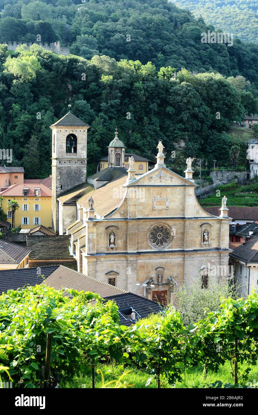 BELLINZONA, SWITZERLAND - JULY 4, 2014: The Collegiate Church and vineyard, seen from Castelgrande. The Renaissance building was built in 1517 by Toma Stock Photo