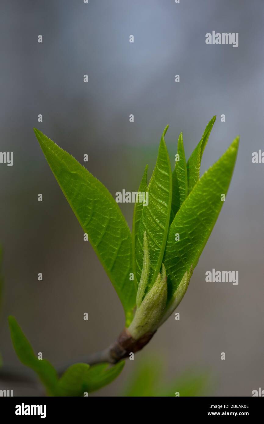 Flourishing tree hi-res stock photography and images - Alamy