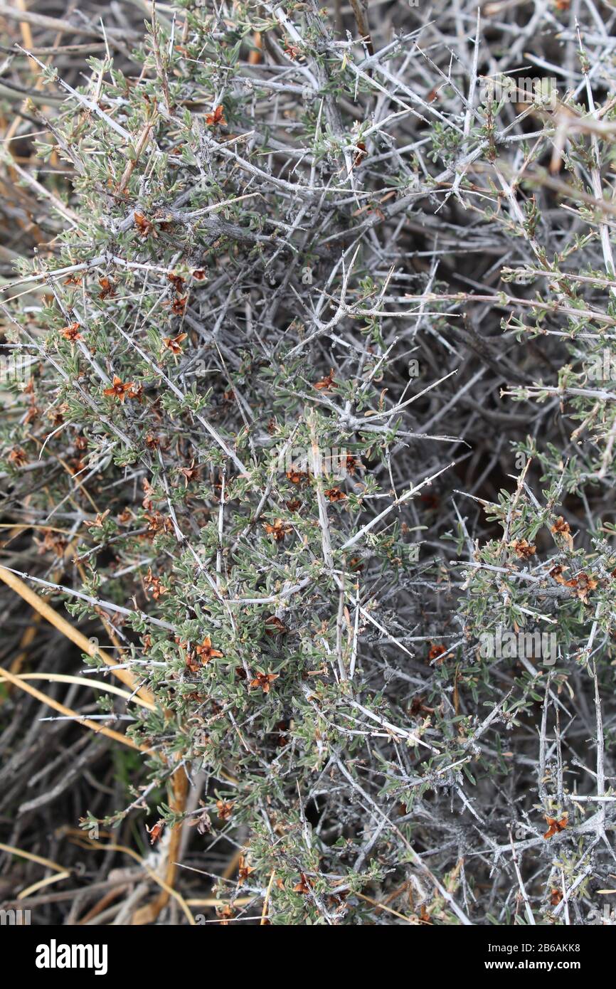 An abundance of Southern Mojave Desert plants in Joshua Tree National Park start to regrow in Spring, including Blackbrush, Coleogyne Ramosissima. Stock Photo