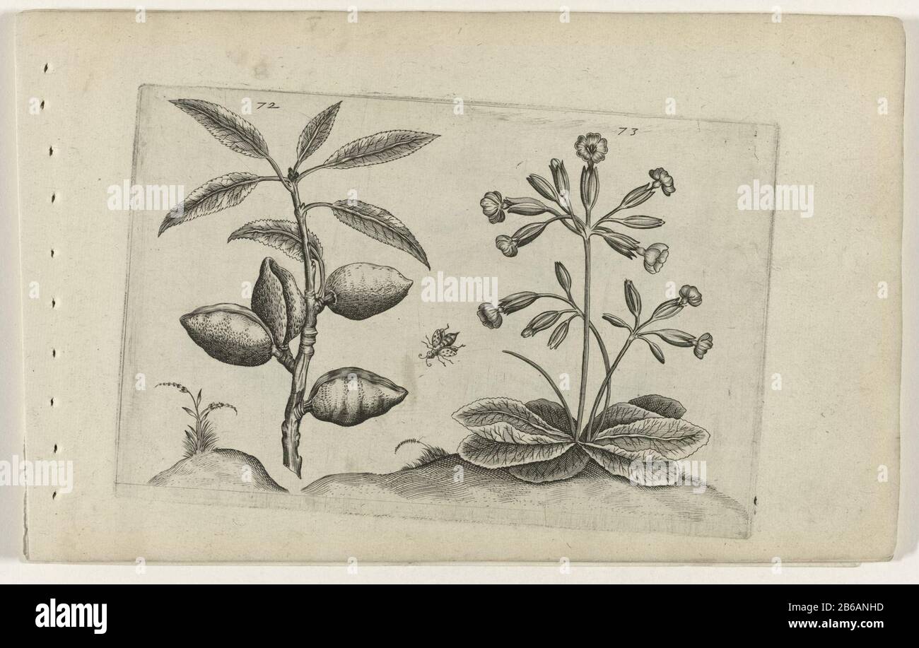 Almond and golden primrose Cognos Cite Lilia (series title) Almond (Prunus dulcis) and guilders primrose (Primula Veris), numbered 72 and 73 in the middle a vlieg. Manufacturer : print maker: Crispijn of de Passe (I) (attributed to) to drawing of : Crispijn of de Passe (I) (attributed to) publisher: Crispijn of de Passe (I), editor: Hans Wout Neel Place manufacture: print maker: Cologne in drawing: Cologne Publisher: Cologne Publisher: London Date: 1600 - 1604 Physical characteristics: engra; proofing material: paper Technique: engra (printing process) Measurements: plate edge: H 127 mm × W 20 Stock Photo