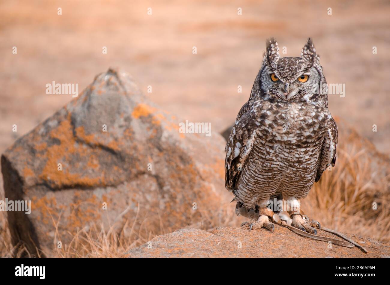 A rescued African spotted owl (africanus bubo) perched on a rock at a birds of prey show, South Africa Stock Photo