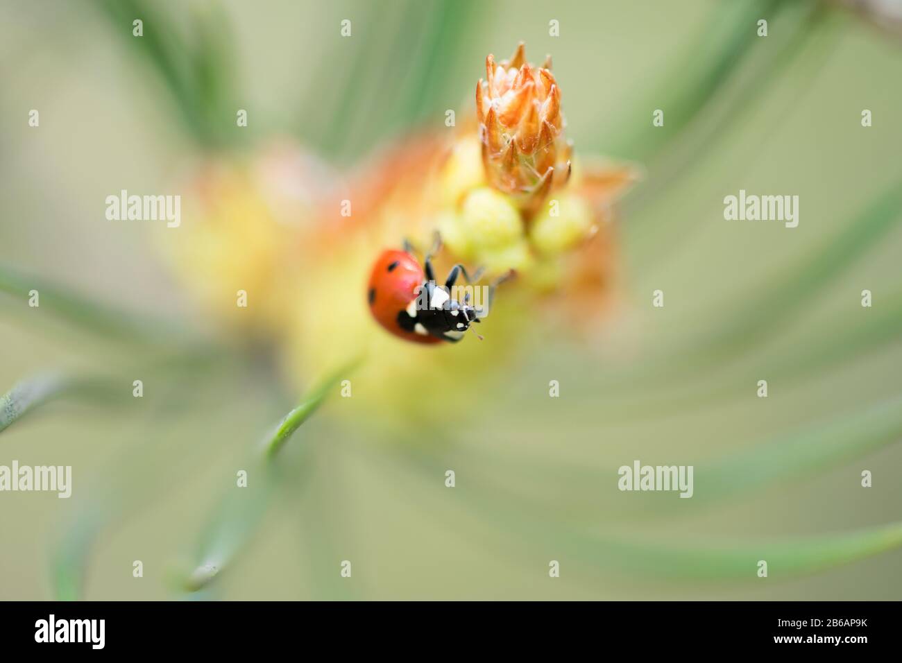 Red ladybug (Coccinellidae) sitting on pine tree macro Stock Photo