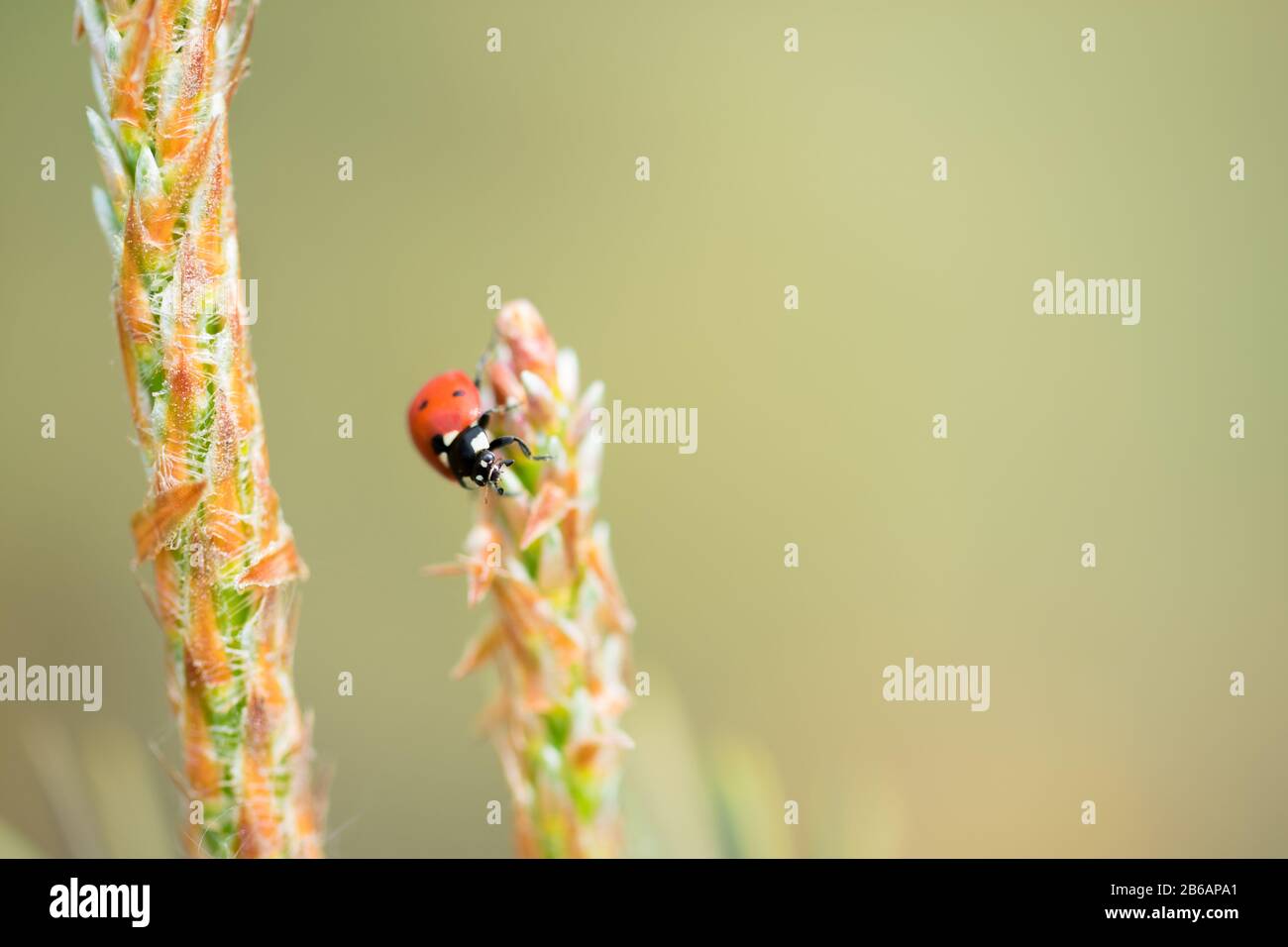 Red ladybug (Coccinellidae) sitting on pine tree macro Stock Photo