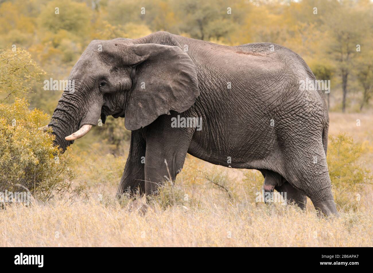 A male African elephant (Loxodonta africana) grazing amidst the tall grass and shrubs in Kruger National Park, South Africa Stock Photo