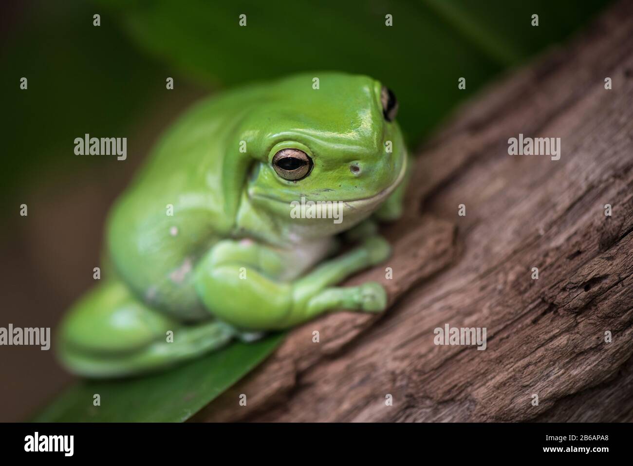 Australian green tree frog (Ranoidea caerulea) perched on log Stock Photo