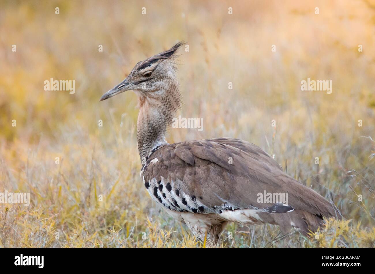 A Kori bustard (ardeotis kori), a large african bird standing in the grass in the Kruger national park, a game reserve in South Africa. Stock Photo