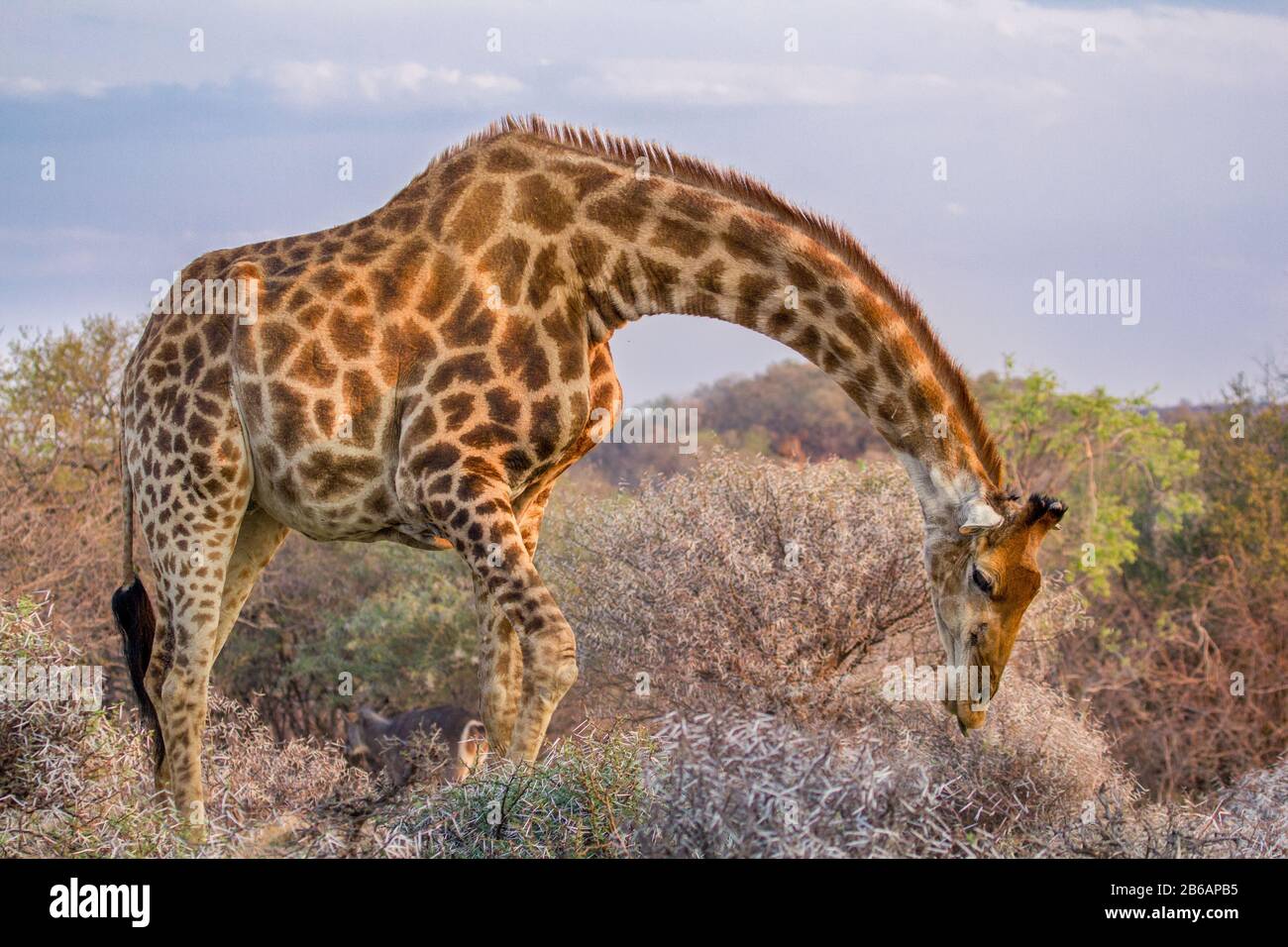 A Giraffe (Giraffa Camelopardalis) bending over to graze on a shrub in Dikhololo Game Reserve, South Africa Stock Photo