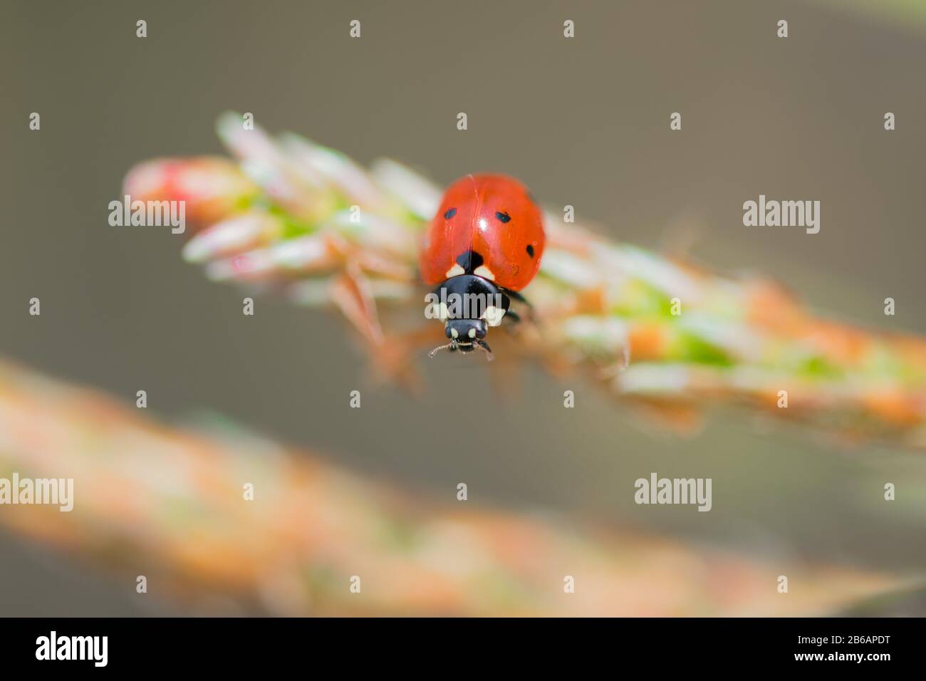 Red ladybug (Coccinellidae) sitting on pine tree macro Stock Photo