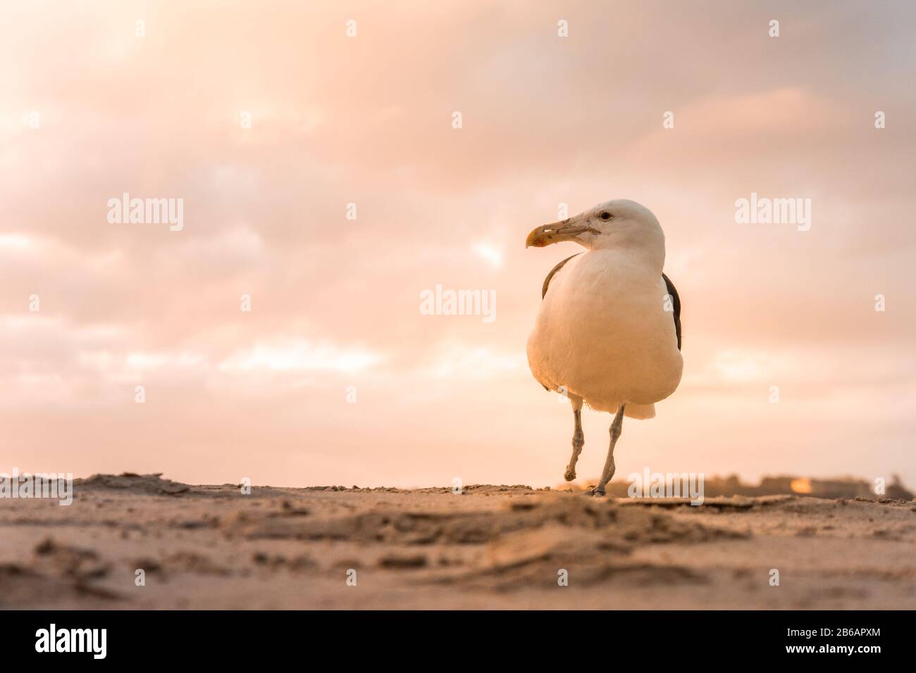 A single Kelp Gull (Larus Dominicanus) standing on one leg on the Plettenberg Bay beach at sunset. Western Cape, South Africa Stock Photo