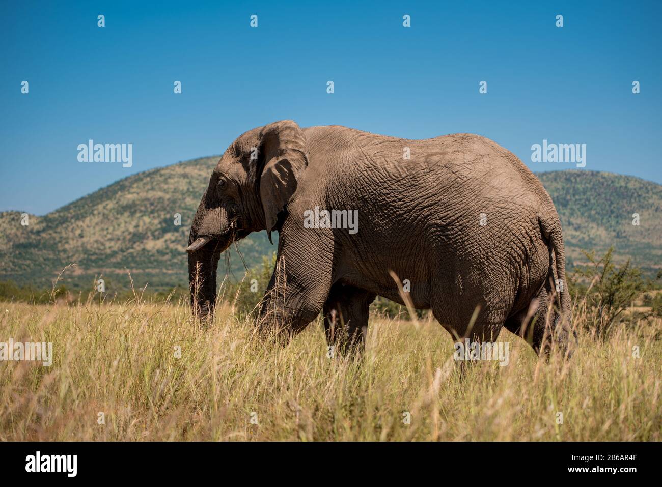 An African elephant (Loxodonta africana) walking through the tall grass in Pilansberg Game Reserve, with hills in the background. South Africa Stock Photo