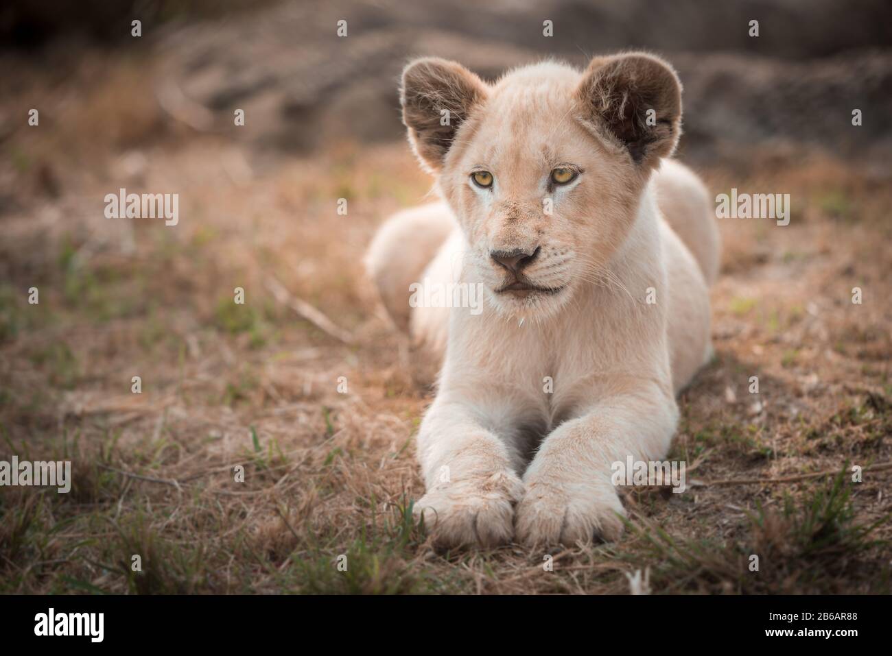 A white lion cub (leo panthera) lying in the grass angled towards the camera Stock Photo