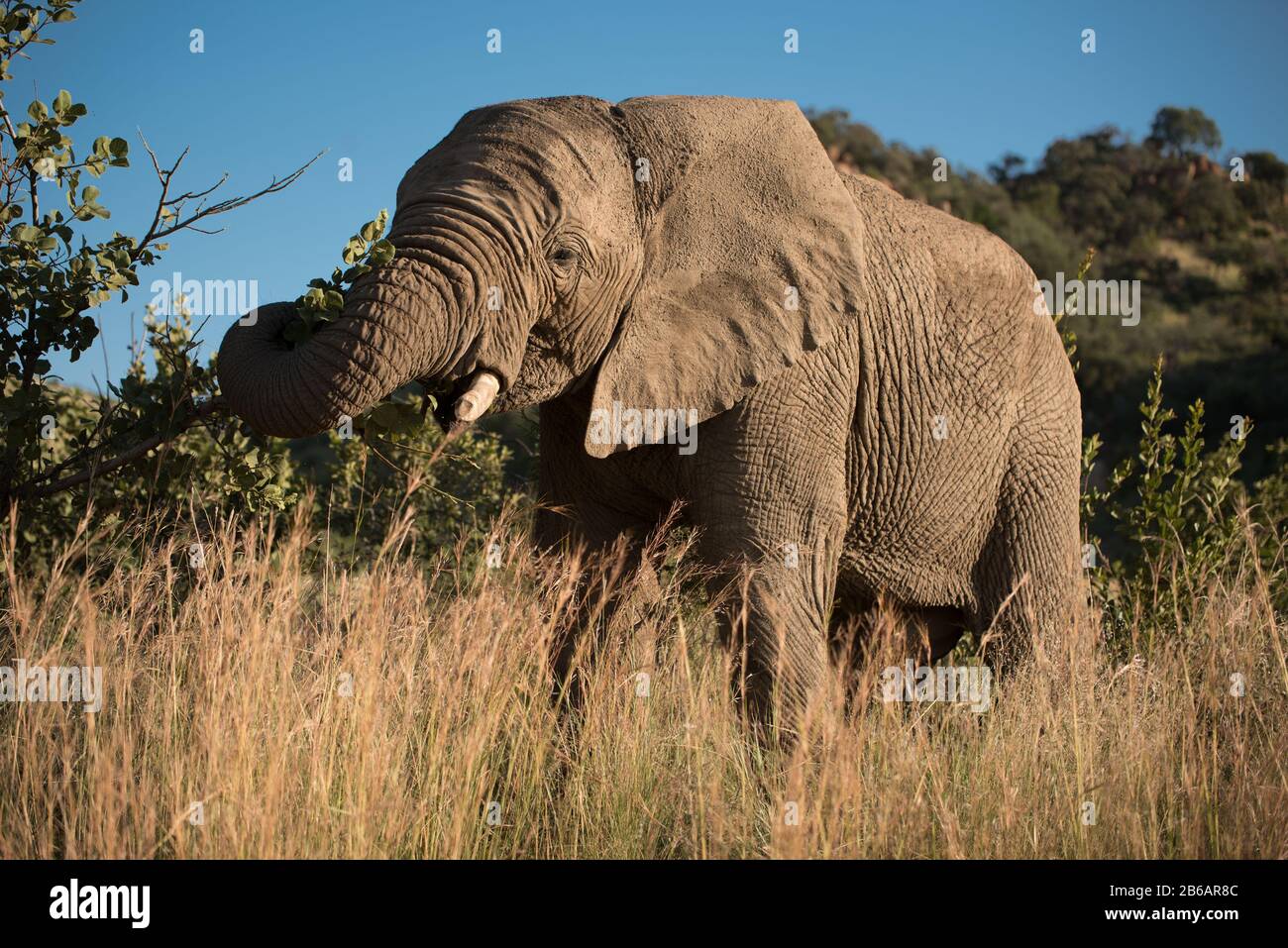 An African elephant (Loxodonta africana) grazing amidst the tall grass and shrubs in Pilansberg National Park, South Africa Stock Photo