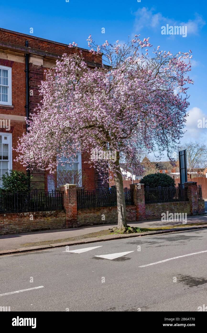 Pink Cherry Blossom Tree Near City Buildings · Free Stock Photo