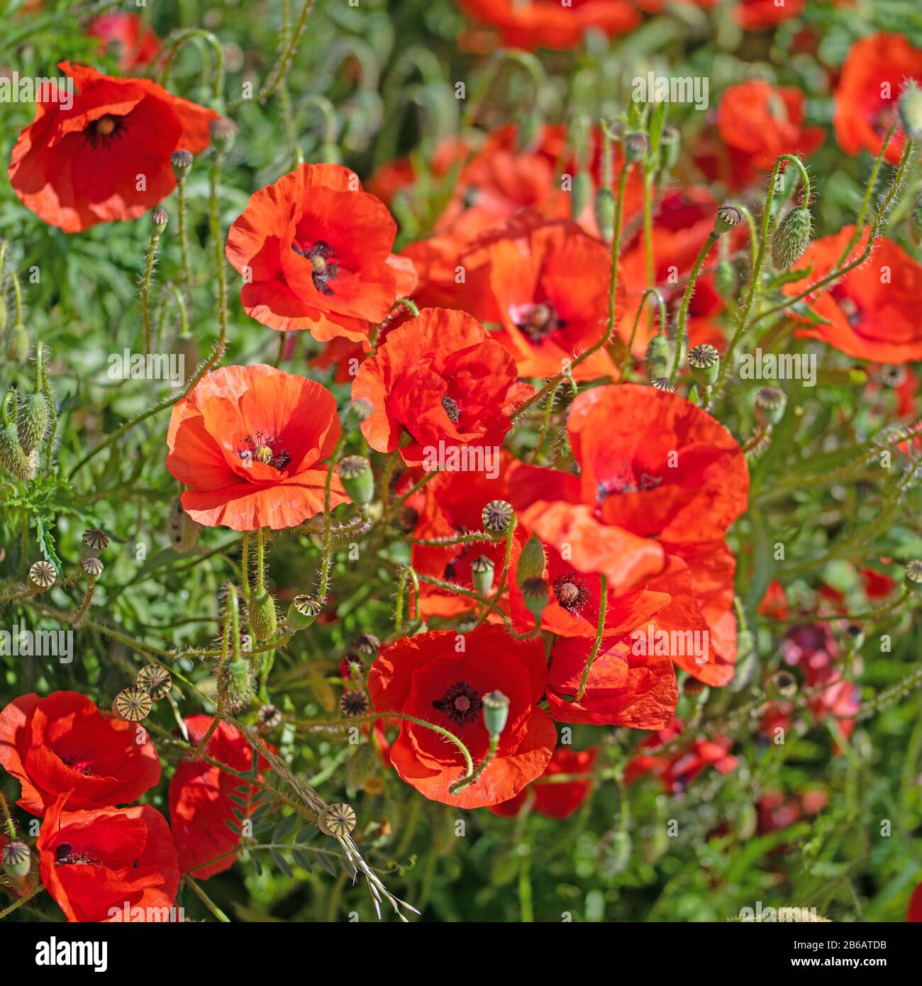 Poppy Rhs Red poppys hi-res stock photography and images - Alamy