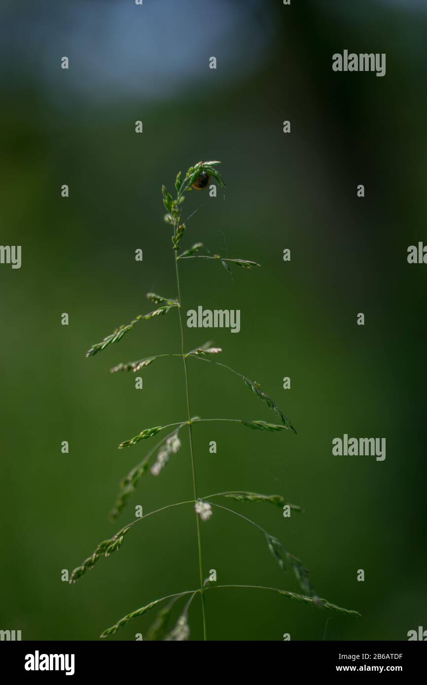 Single redtop (Agrostis gigantea) green background Stock Photo