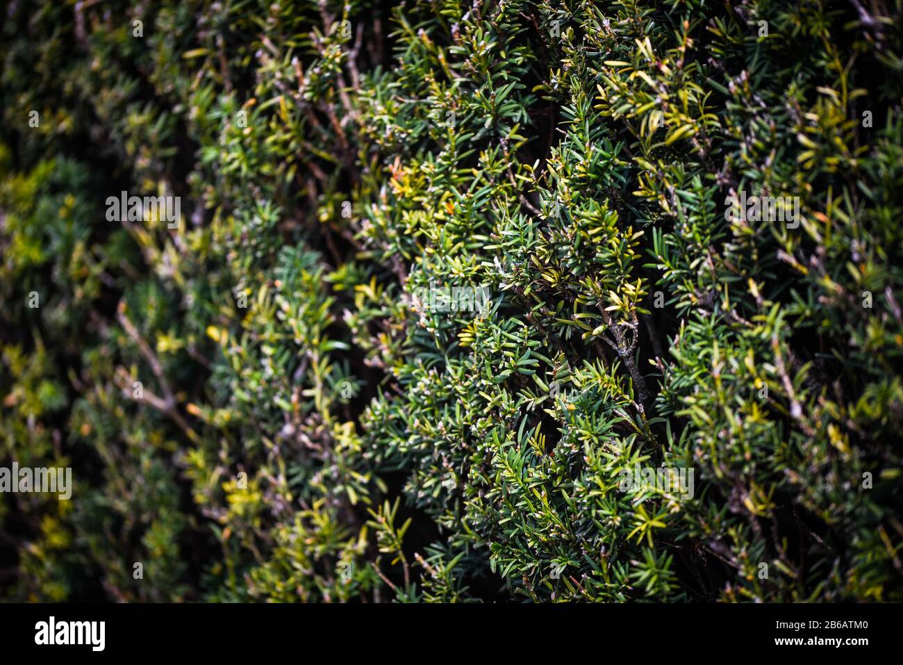 labyrinth road close up view Stock Photo