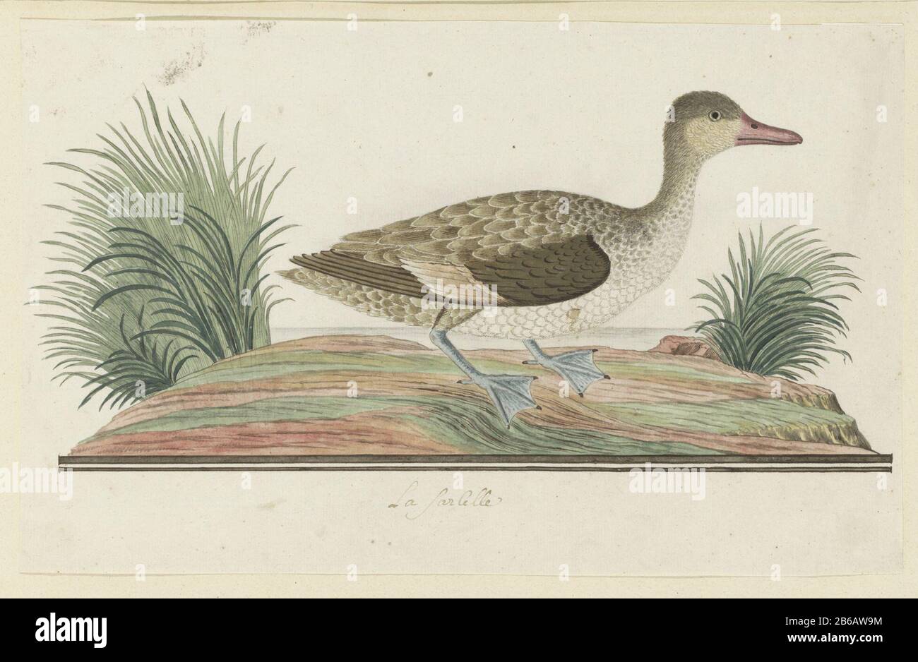 Anas erythrorhyncha (red-billed teal) La Sarcelle (title object) Anas erythrorhyncha (red-billed teal) La Sarcelle (title object) Property Type: Drawing album leaf Item number: RP-T-1914-17-344 Inscriptions / Brands: annotation in the margin mo, pen in brown: 'La Sarcelle (French designation of Levaillant handwriting text: LC Rookmaker, Appendix I of his essay, p 241). Description: Bird Study: Red-necked Duck (Anas erythrorhyncha) . Manufacturer : artist: Robert Jacob Gordon Date: Oct 1777 - mar- 1786 Physical features: pen in ink, brush in watercolor in colors, pencil and black chalk, double Stock Photo