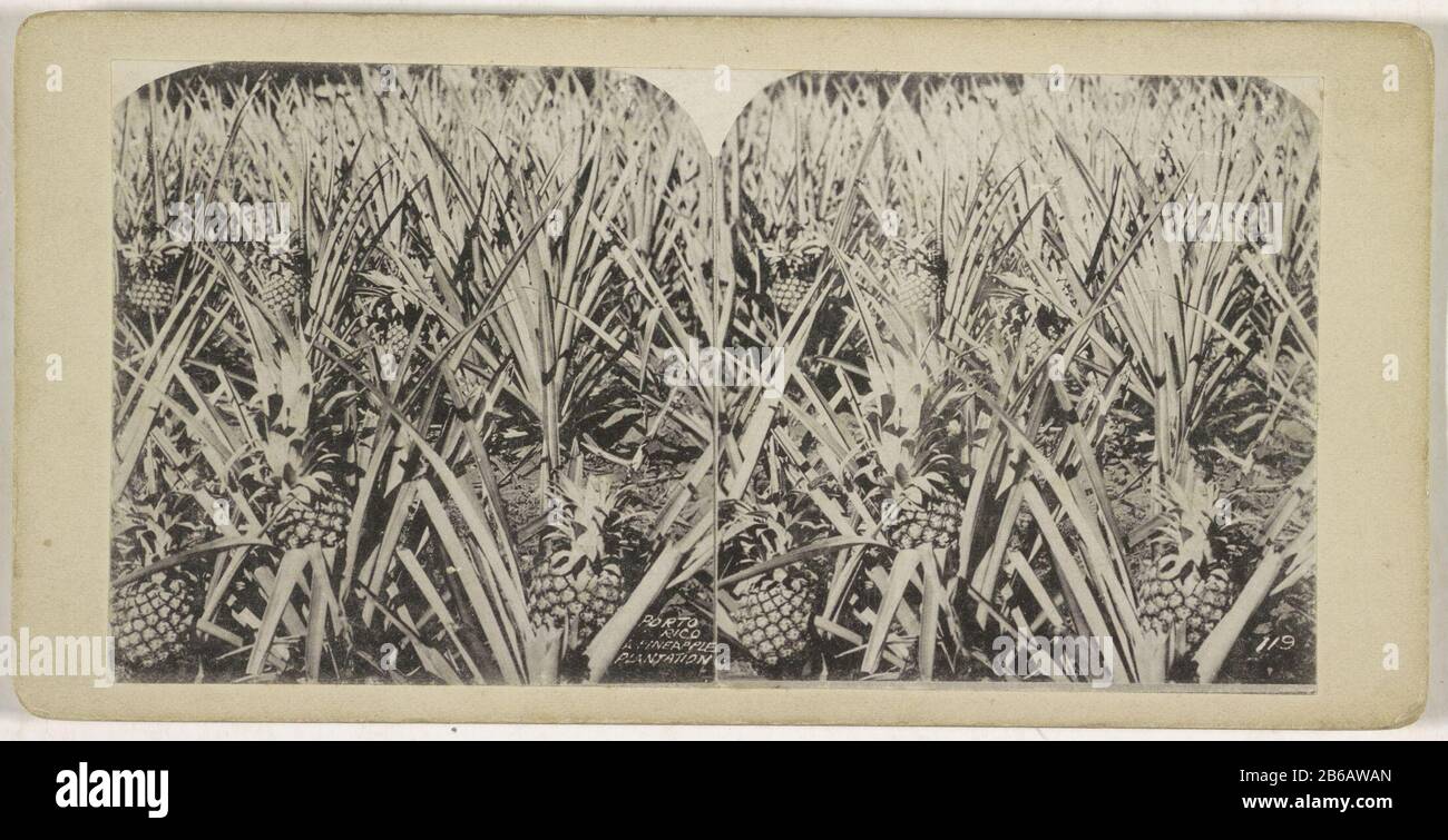 Ananas-plantage in Puerte Rico Porto Rico, A Pineapple Plantation (titel op  object) Photomechanic reissue of original stereokaart. Manufacturer :  Photographer: anonymous place manufacture: Puerto Rico Date: 1870 - 1910  Material: cardboard paper