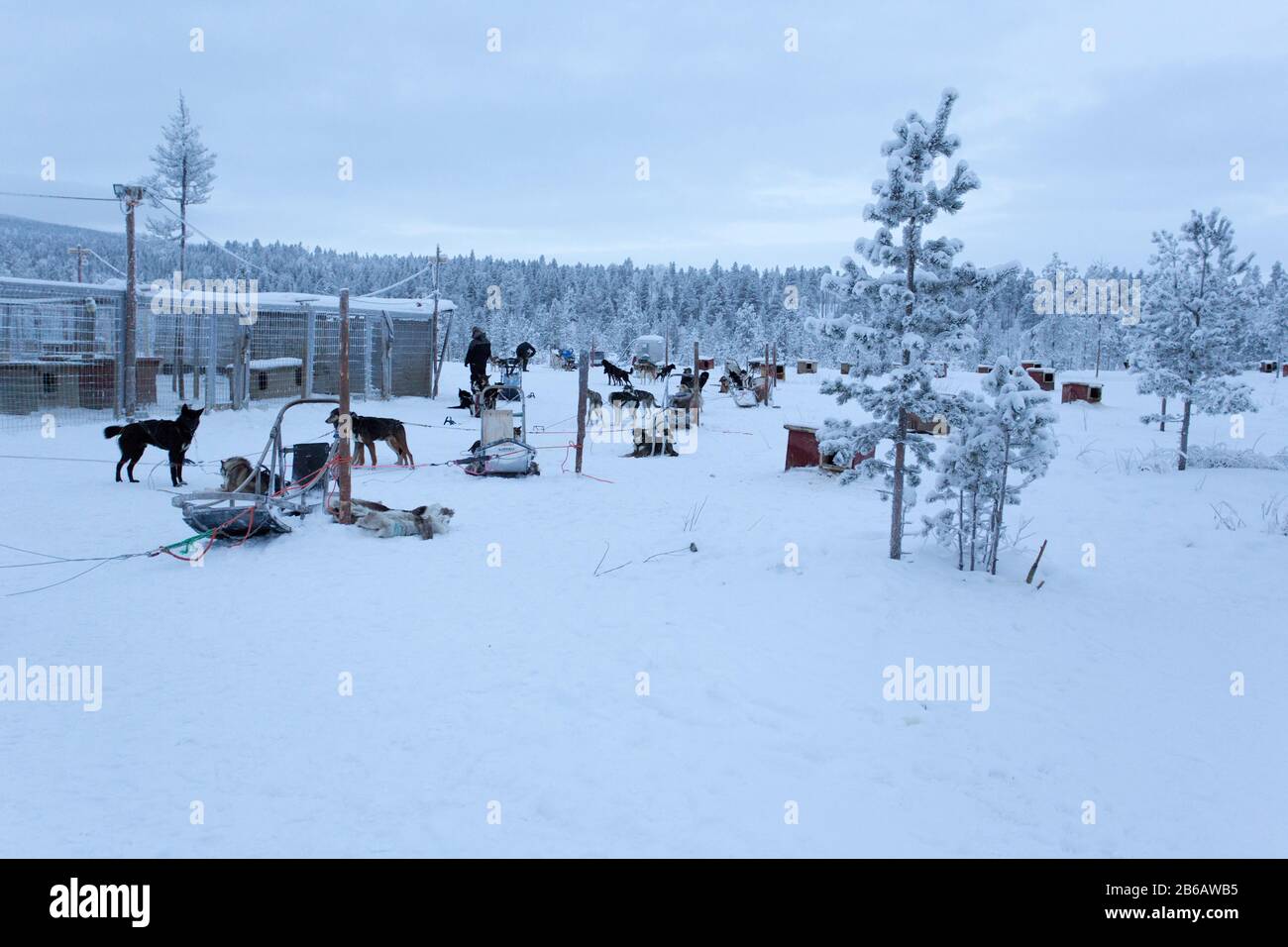 Saariselka, Finland - December 30, 2017: dogsledding in Lapland during polar night Stock Photo