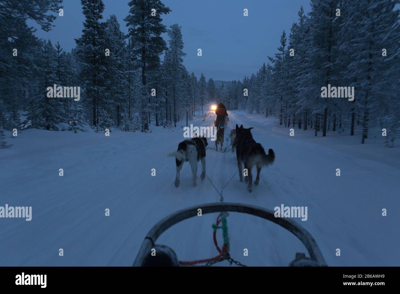Saariselka, Finland - December 30, 2017: dogsledding in Lapland during polar night Stock Photo