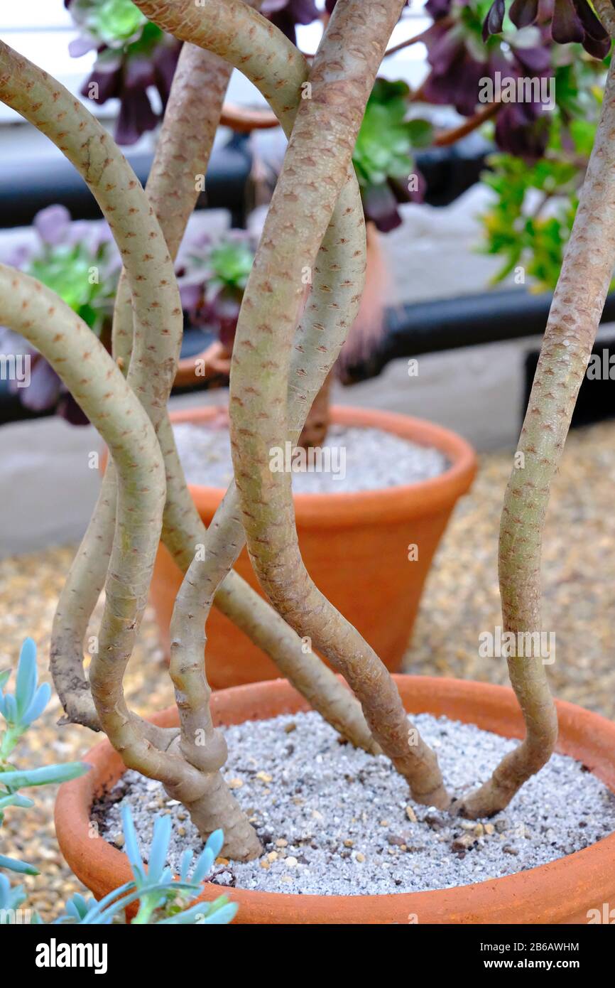 A close up of the bendy stalks of the Aeonium arboreum 'Zwartkop' succulent plant Stock Photo