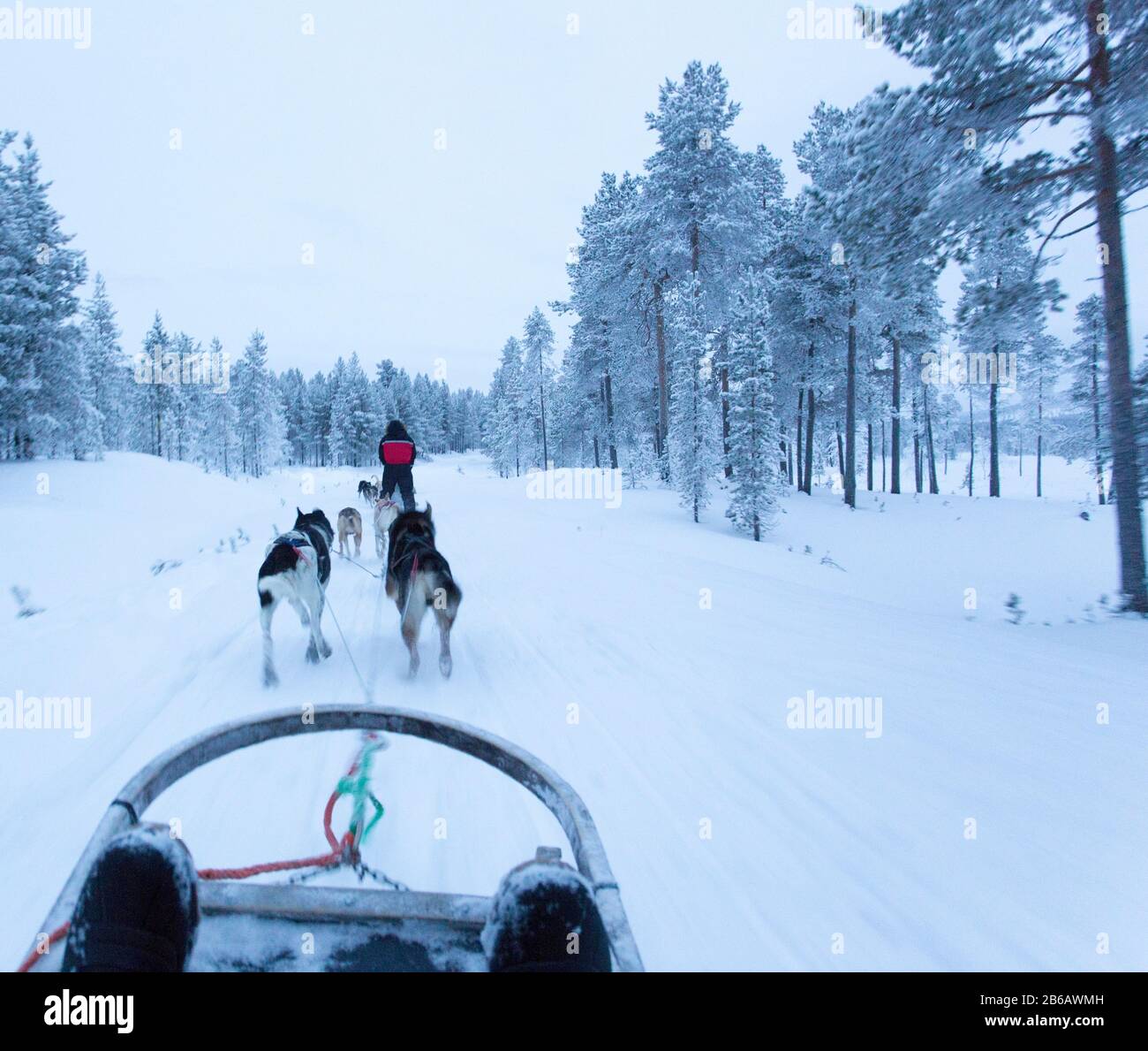 Saariselka, Finland - December 30, 2017: dogsledding in Lapland during polar night Stock Photo
