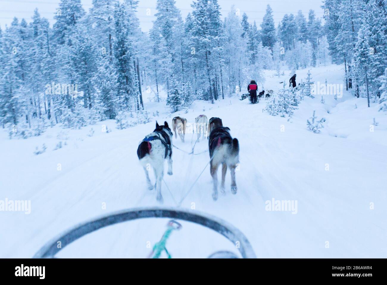 Saariselka, Finland - December 30, 2017: dogsledding in Lapland during polar night Stock Photo