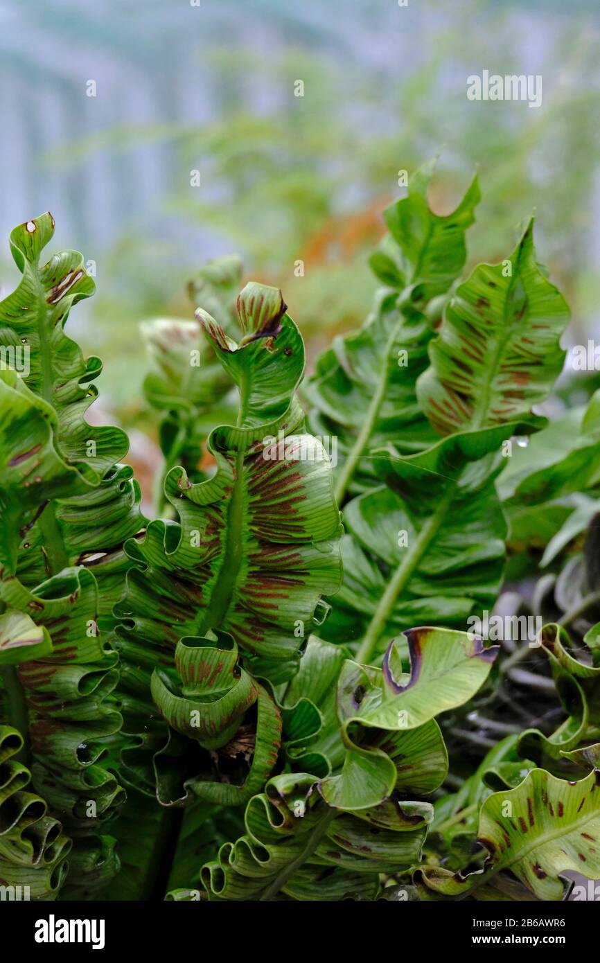 Asplenium nidus crispy wave hires stock photography and images Alamy
