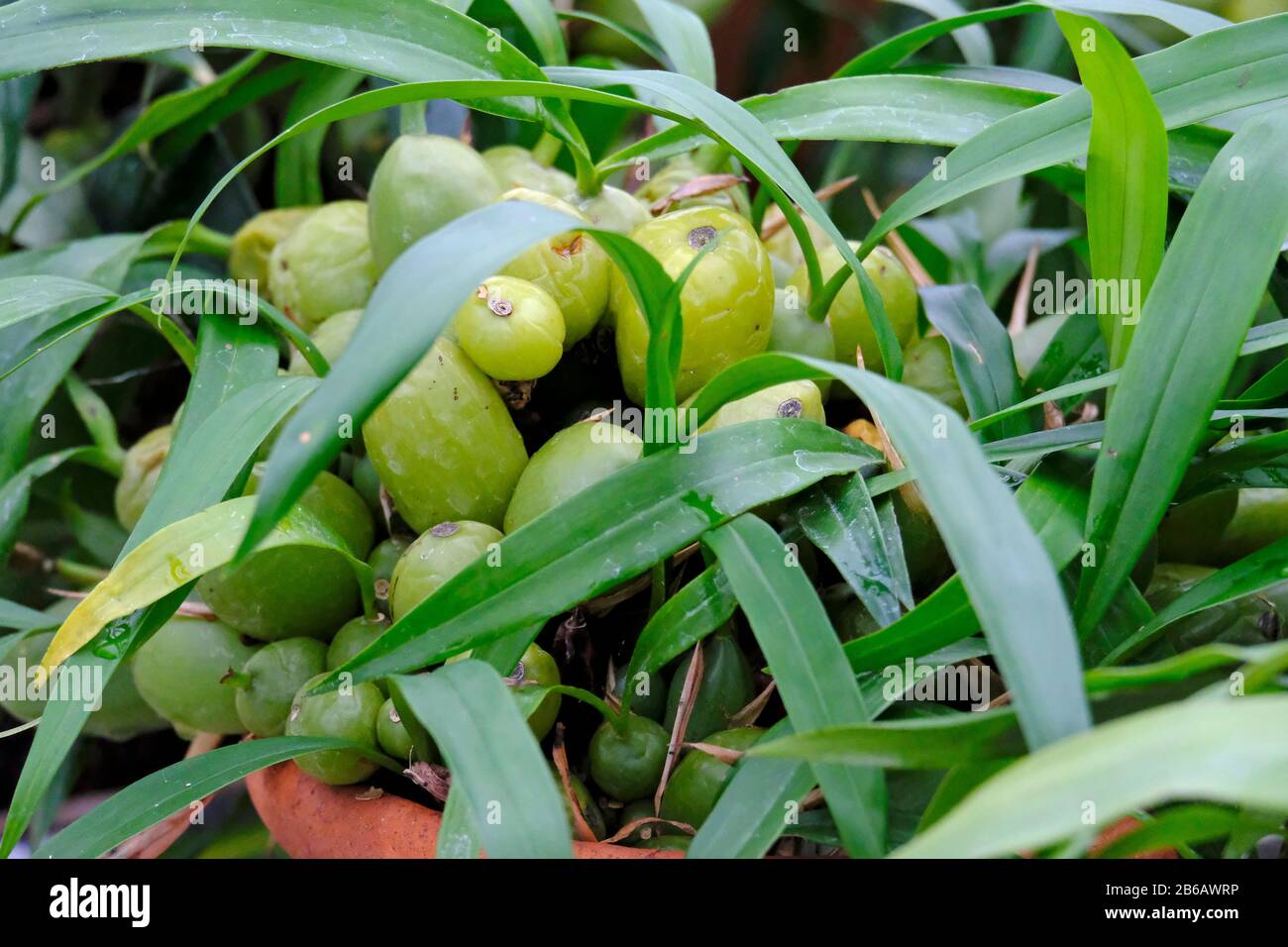 A close up view of the green Pseudobulbs of the Coelogyne cristata Orchid in winter Stock Photo