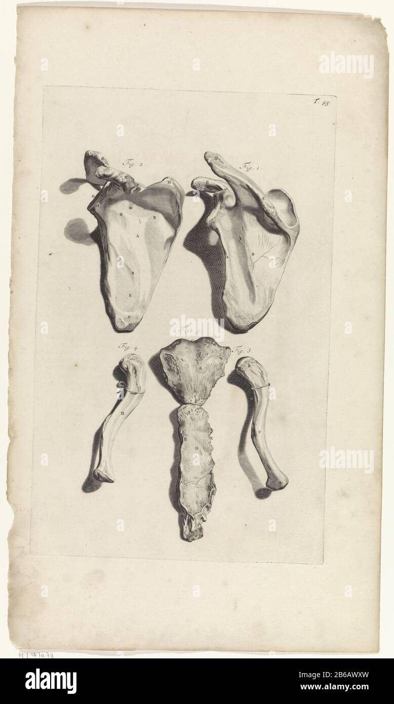 Breastbone hires stock photography and images Alamy