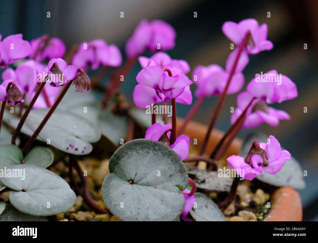 Lilac Pink flowers of the Cyclamen Coum in bloom in winter Stock Photo