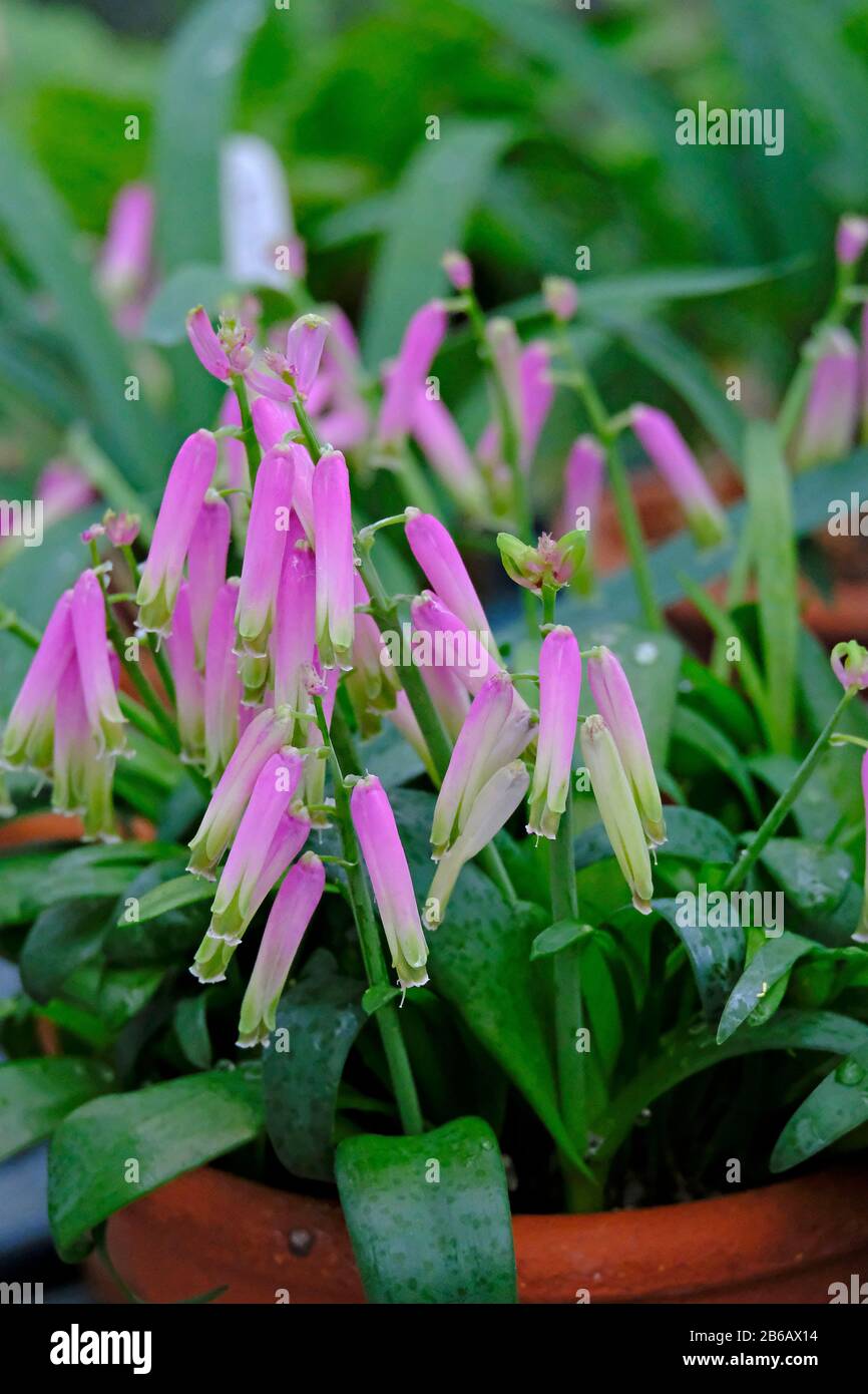 Lachenalia bulbifera 'George' in bloom in late winter Stock Photo