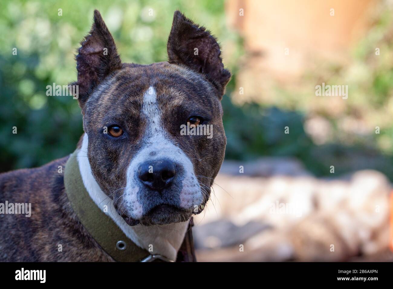 Which Dog Has The Largest Teeth