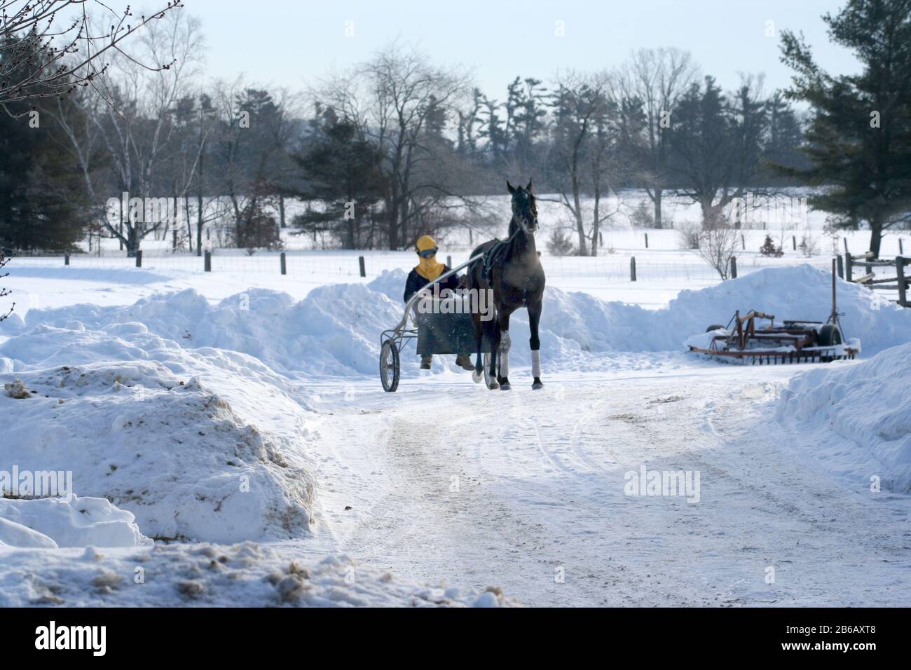 Jogging Standardbred racehorses in snow Stock Photo Alamy