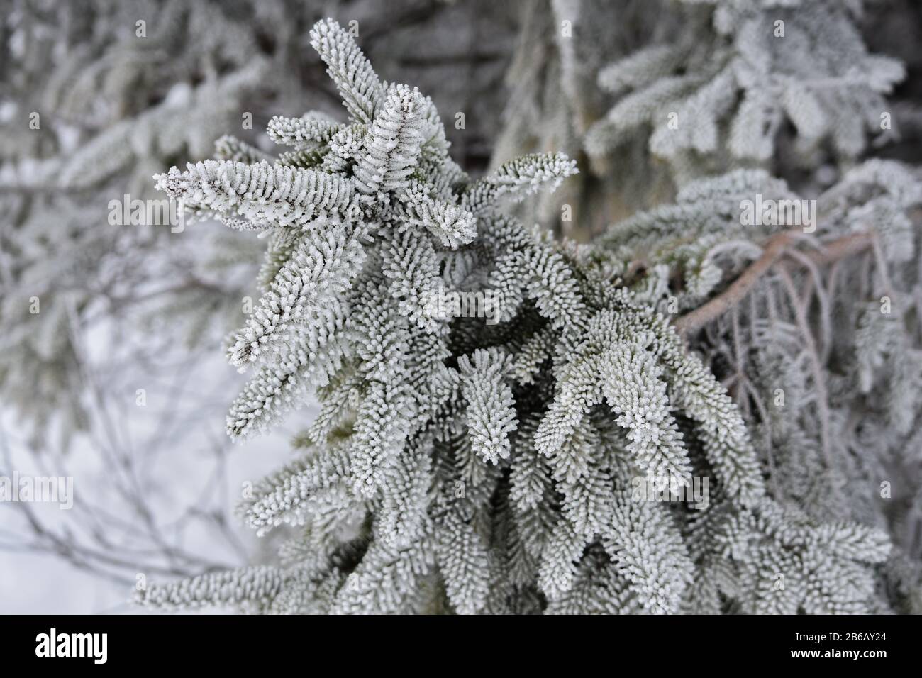 Fir covered hoar frost hi-res stock photography and images - Alamy