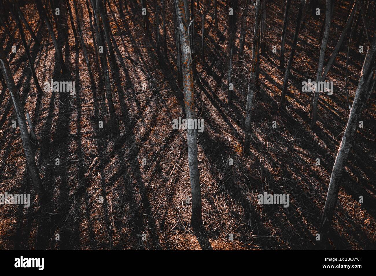 Tire track tread marks in aspen tree forest, high angle view from drone pov Stock Photo