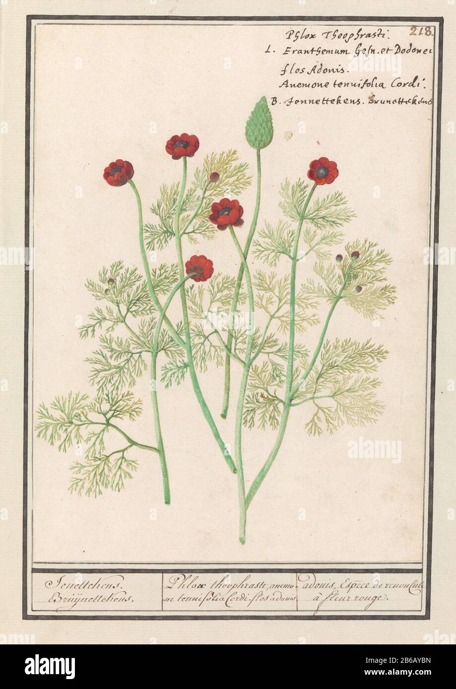 Anemoon met kleine rode bloemen. Genummerd rechtsboven: 218. ook de naam in Latijn en Nederlands. Onderdeel van het derde met tekeningen van bloemen en planten. Tiende van twaalf albums met
