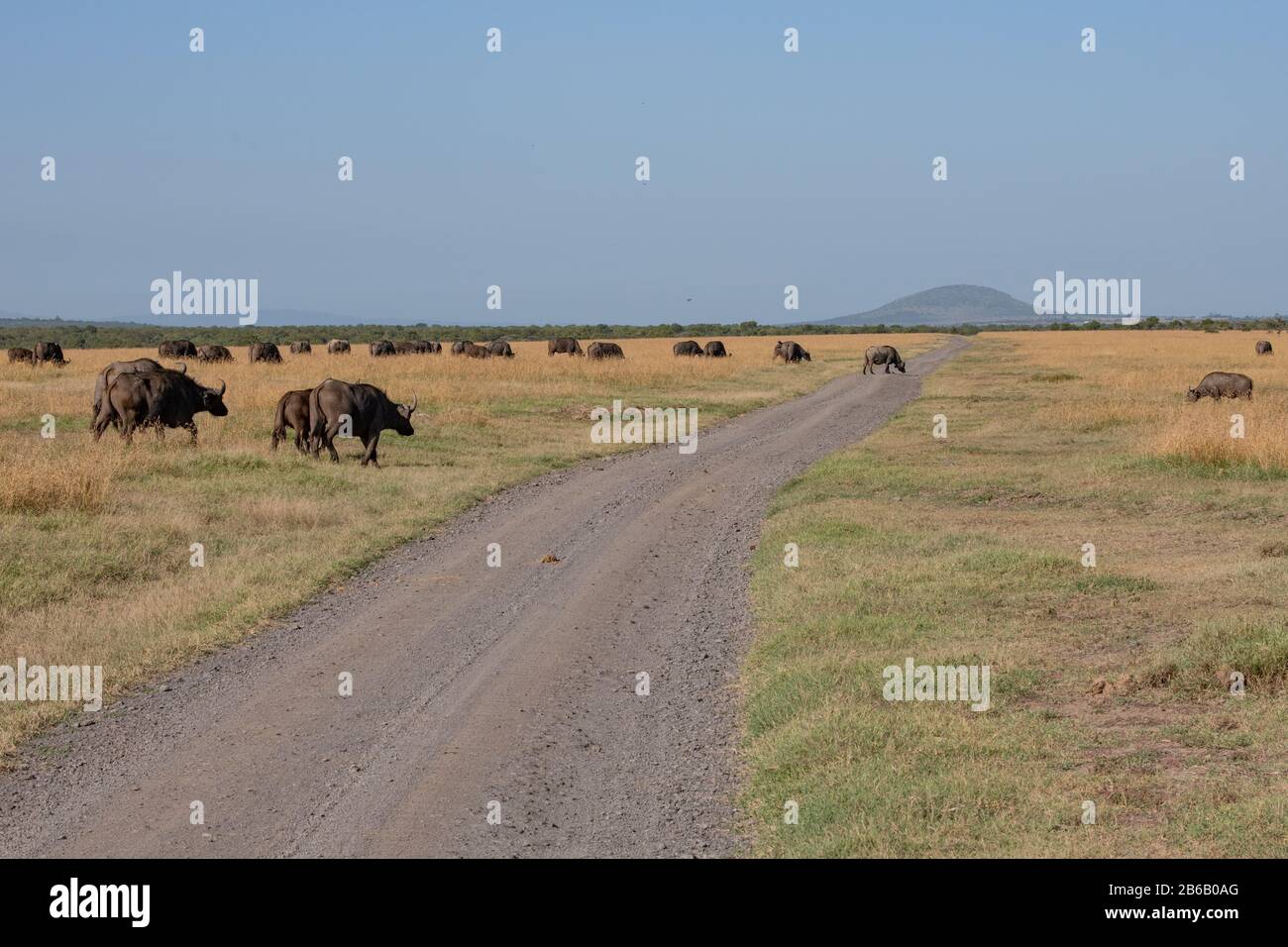 African cape buffalo crossing a gravel road in the Maasai mara savannah Stock Photo