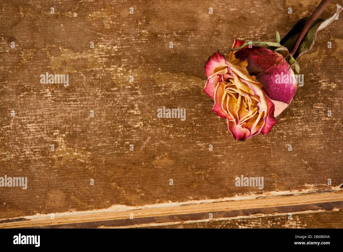 Dried rose on leather background Stock Photo
