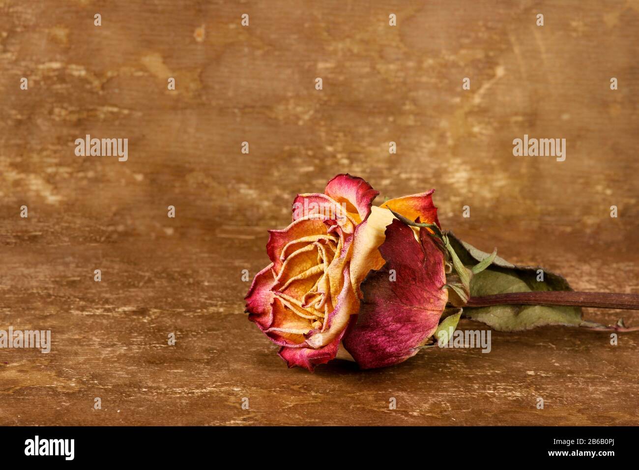 Dried rose on leather background Stock Photo